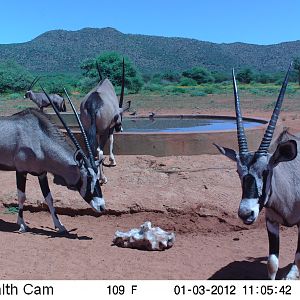 Trail Camera Namibia