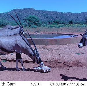 Trail Camera Namibia