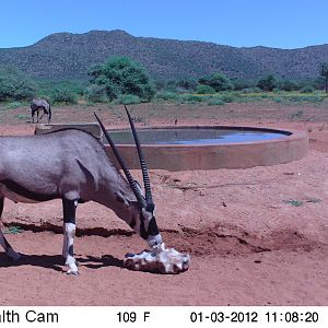 Trail Camera Namibia