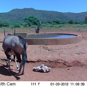 Trail Camera Namibia