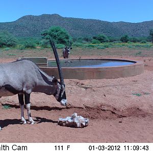 Trail Camera Namibia