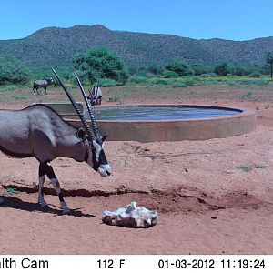 Trail Camera Namibia