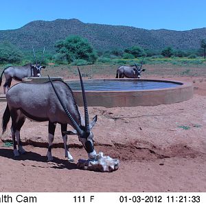 Trail Camera Namibia