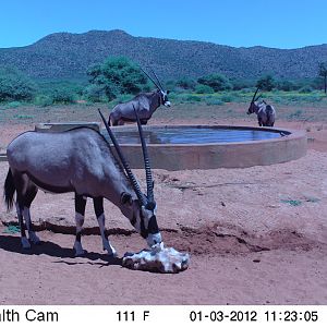 Trail Camera Namibia