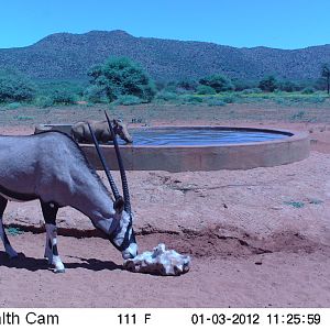 Trail Camera Namibia