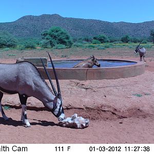 Trail Camera Namibia