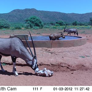 Trail Camera Namibia