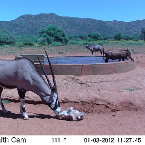 Trail Camera Namibia