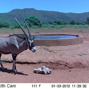 Trail Camera Namibia