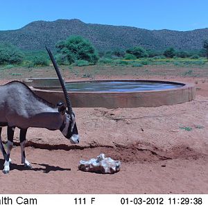 Trail Camera Namibia