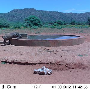 Trail Camera Namibia