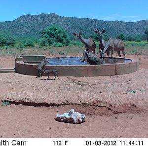 Trail Camera Namibia