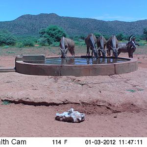 Trail Camera Namibia