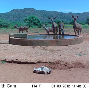 Trail Camera Namibia