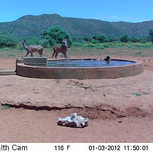 Trail Camera Namibia