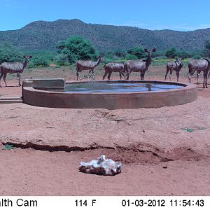 Trail Camera Namibia