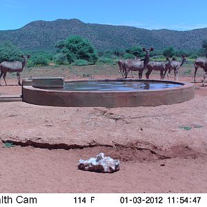 Trail Camera Namibia