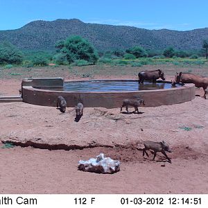 Trail Camera Namibia