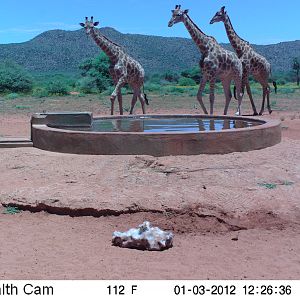 Trail Camera Namibia