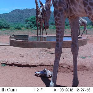 Trail Camera Namibia