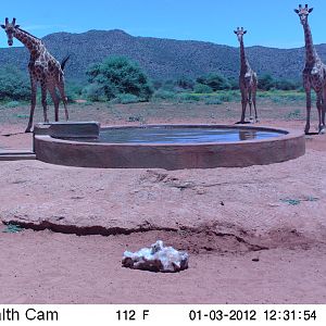 Trail Camera Namibia