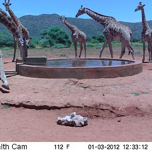 Trail Camera Namibia