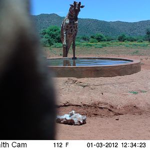 Trail Camera Namibia