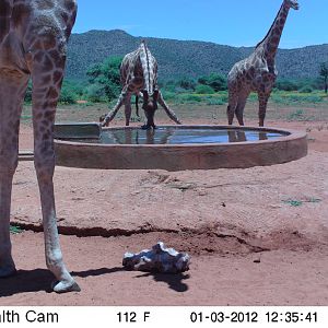 Trail Camera Namibia