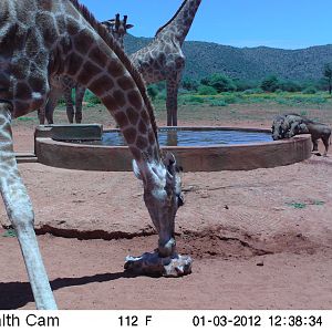 Trail Camera Namibia