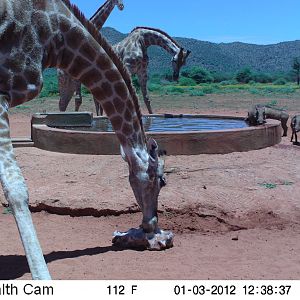 Trail Camera Namibia