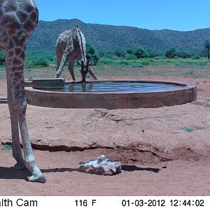 Trail Camera Namibia