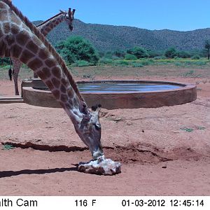 Trail Camera Namibia