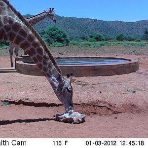 Trail Camera Namibia