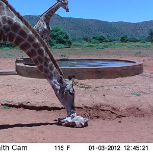 Trail Camera Namibia