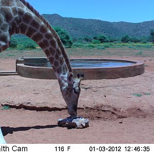 Trail Camera Namibia