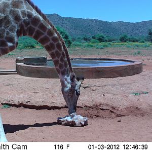 Trail Camera Namibia