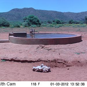 Trail Camera Namibia