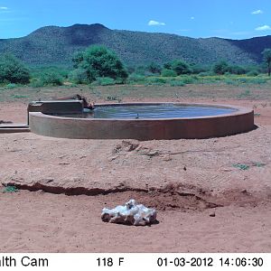 Trail Camera Namibia