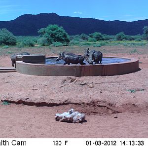 Trail Camera Namibia