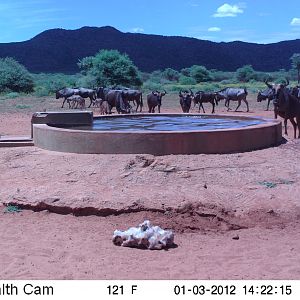 Trail Camera Namibia