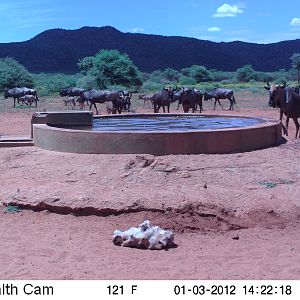 Trail Camera Namibia