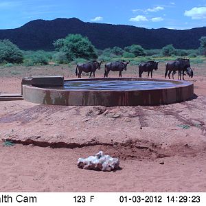 Trail Camera Namibia