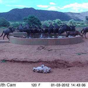 Trail Camera Namibia