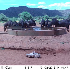 Trail Camera Namibia