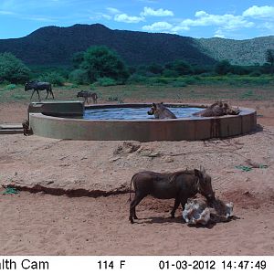 Trail Camera Namibia