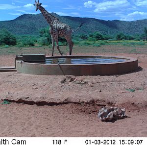 Trail Camera Namibia