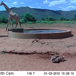 Trail Camera Namibia