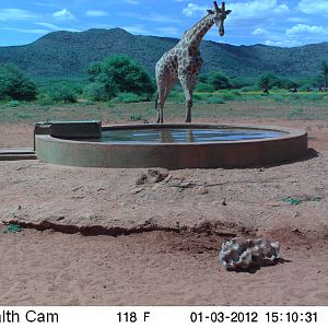 Trail Camera Namibia