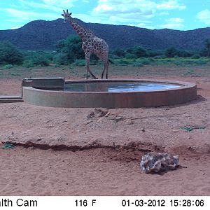 Trail Camera Namibia