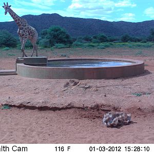 Trail Camera Namibia